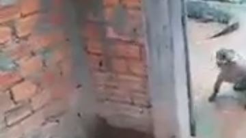 El cocodrilo traía en el hocico el cráneo de la menor.