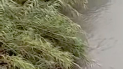 Este reptil es el único conocido en la zona centro-sur de Texas.