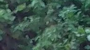 Violencia en Jalisco