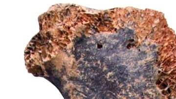 Se trata de la primera ave de semejante tamaño encontrada en suelo europeo.