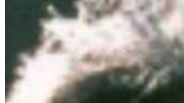 Blanco fue asesinada en Medellín, en el 2012.