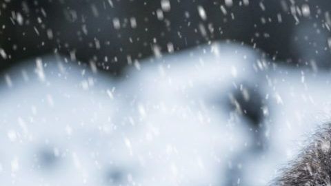 Game of Thrones llega a su fin.