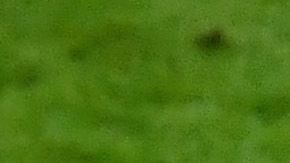 Una de las carreras más prometedoras de un director técnico comenzó el día de hoy.