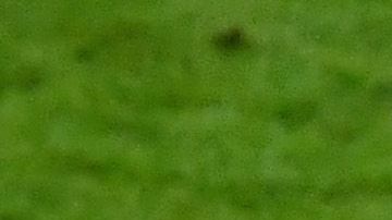 Una de las carreras más prometedoras de un director técnico comenzó el día de hoy.