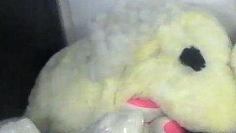 La droga estaba el interior de los osos de peluche.