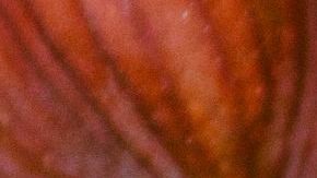 hazelnuts-3752184_1920