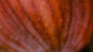 hazelnuts-3752184_1920