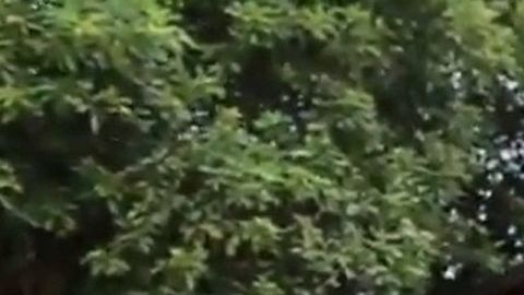 El operativo se realizó en San Francisco, California.