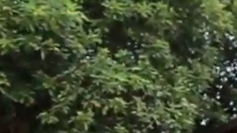 El operativo se realizó en San Francisco, California.