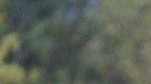 Leonel López fue cedido por un año al ‘ave’