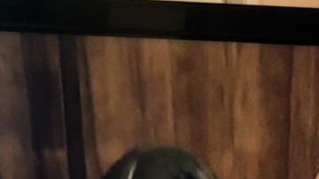 Pablo Lyle en la corte de Miami