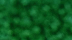 Un trébol de 4 hojas es lo que necesitan los Leo.