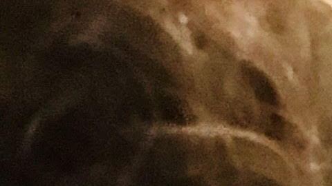 Las toallas creadas por este grupo son de tela 100% de algodón y bambú orgánico como absorbente.