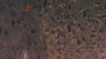 Nuevo enemigo de El Mencho deja decapitado y despellejado como amenaza