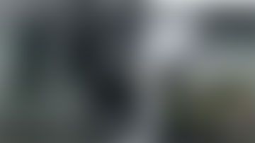 Se cree que el animal fue atraído por el olor a pescado.