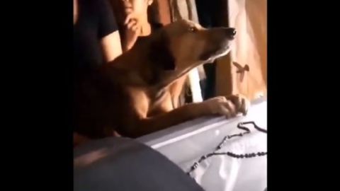 El perro no paró de llorar durante el velorio de su dueño.