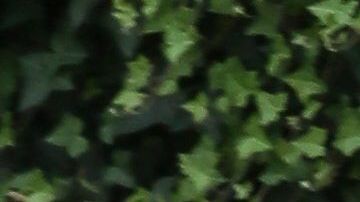 Pippa Middleton
London, July 12, 2019. 
Pippa Matthews (Middleton) and James Matthews attend Day 11 of the Wimbledon Tennis Championships at All England Lawn Tennis and Croquet Club in London, England.