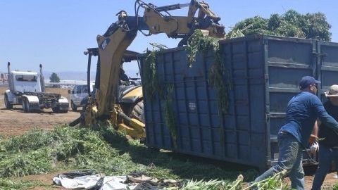 En el operativo se confiscaron 47.939 plantas de marihuana.