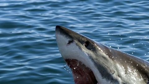 Imagen genérica de un tiburón.