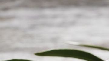 El hábito cotidiano de este simple remedio equilibrará la función del hígado y vesícula rápidamente.