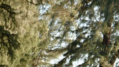 tea-2961219_1280