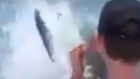 El momento en que salta el tiburón.
