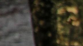 El tigre (no en esta foto) fue matado a palazos.