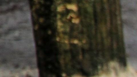 El tigre (no en esta foto) fue matado a palazos.