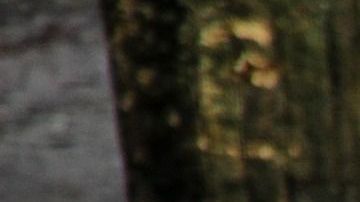 Los tigres estuvieron jugando por más de media hora con el cuerpo del domador.