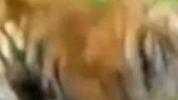 Tigre ataca a dos motoristas.