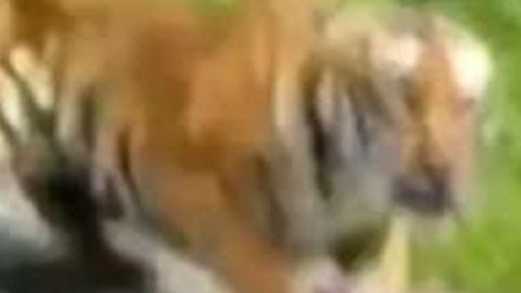 Tigre ataca a dos motoristas.