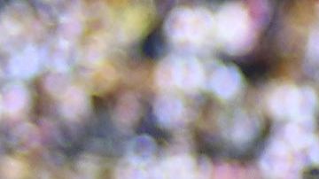 Los Pumas de la UNAM arrancaron a tambor batiente el Apertura 2019