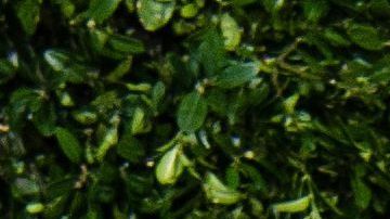 Yalitza Aparicio, la estrella de la película "Roma"