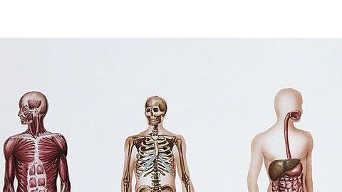 ¿Qué sucede cuando un cuerpo es donado a la ciencia médica?