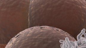 Algunas células se vuelven sordas a las señales de control de nuestro organismo.