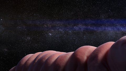 Los tardígrados son los primeros animales que sobrevivieron en el espacio.