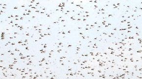 Saná, capital de Yemen, fue invadida por langostas en julio.