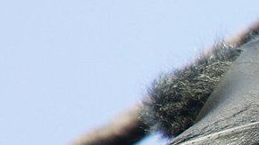 ¿Sabías que los murciélagos pueden vivir hasta 40 años?