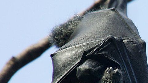 ¿Sabías que los murciélagos pueden vivir hasta 40 años?