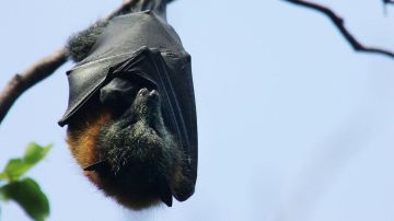 ¿Sabías que los murciélagos pueden vivir hasta 40 años?