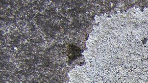 El liquen es una especie común en Australia y Nueva Zelanda.