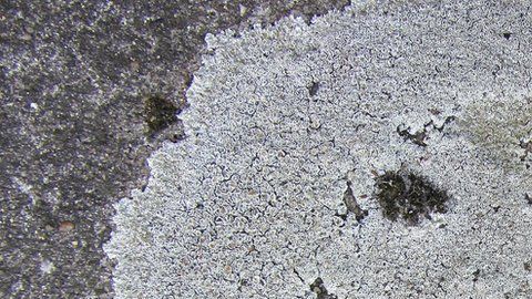 El liquen es una especie común en Australia y Nueva Zelanda.