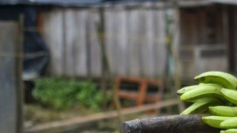 Productores de banano de Colombia aseguran que la calidad de su producto está garantizada.