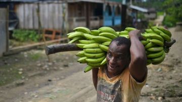 Productores de banano de Colombia aseguran que la calidad de su producto está garantizada.