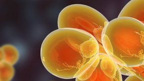 Candida auris, con frecuencia, causa infecciones en el torrente sanguíneo.