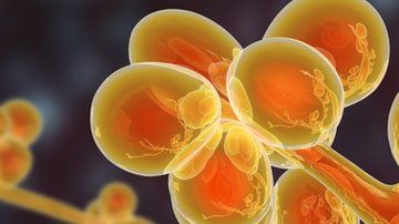 Candida auris, con frecuencia, causa infecciones en el torrente sanguíneo.