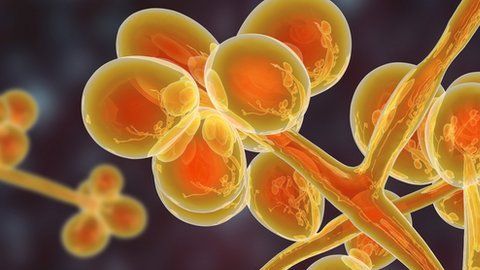 Candida auris, con frecuencia, causa infecciones en el torrente sanguíneo.