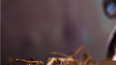 Estamos matando a la gallina de los huevos de oro.