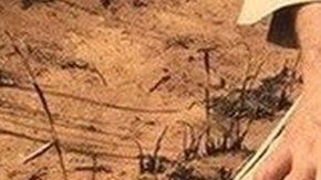 Pedro Ribas Alves es el sargento de los bomberos de Mato Grosso que se acercó a un armadillo para darle agua.