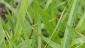 Hongos alucinógenos